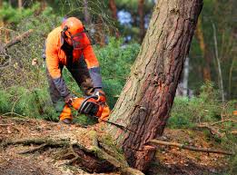 Earlham, IA  Tree Services Company